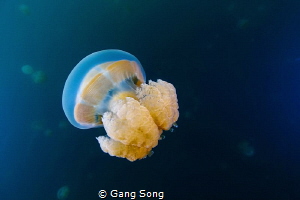 Gold Jelly by Gang Song 
